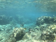 Chaetodon quadrimaculatus