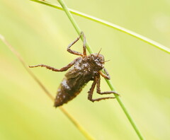 Synthemis eustalacta