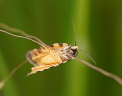 Paracochylis amoenana