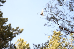 Dendrocopos major