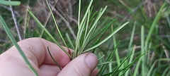 Banksia spinulosa