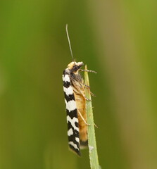 Paracochylis amoenana