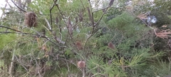 Banksia spinulosa