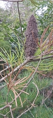 Banksia spinulosa