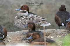 Marmaronetta angustirostris