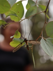 Leptotarsus clavatus