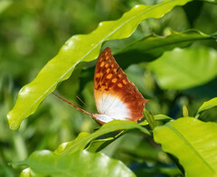 Charaxes varanes
