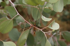 Leptotarsus clavatus