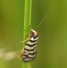 Paracochylis amoenana