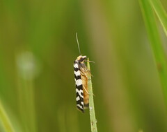 Paracochylis amoenana