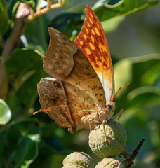 Charaxes varanes