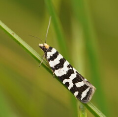 Paracochylis amoenana