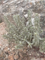 Mercurialis tomentosa