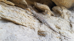 Uta stansburiana uniformis