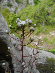 Saxifraga cochlearis