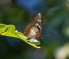 Pseudacraea lucretia