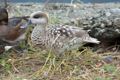 Marmaronetta angustirostris