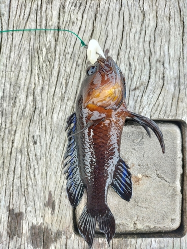 Plesiops insularis observed 2023-02-26