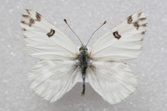 Pontia chloridice