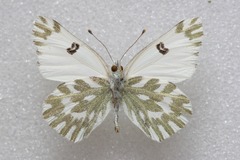 Pontia chloridice