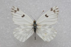 Pontia chloridice