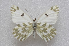 Pontia chloridice
