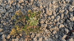 Cnidium monnieri formosanum
