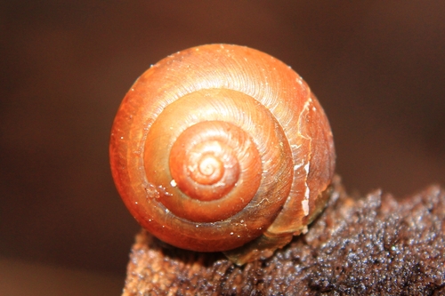Hedge Snail