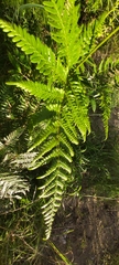 Pteridium esculentum
