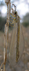 Myrmecaelurus trigrammus