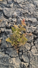 Cnidium monnieri formosanum