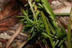 Zieria laxiflora