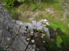 Saxifraga cochlearis