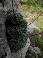 Saxifraga cochlearis