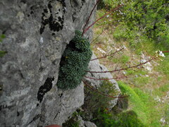 Saxifraga cochlearis