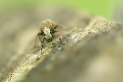 Platystomos albinus