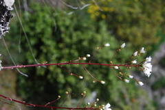 Saxifraga cochlearis