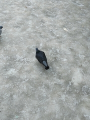 Columba livia