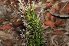 Zieria laxiflora