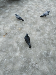 Columba livia