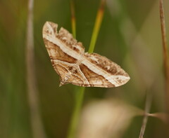 Chrysolarentia conifasciata