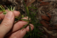 Zieria laxiflora