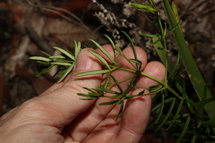 Zieria laxiflora