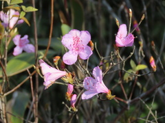 Rhododendron farrerae
