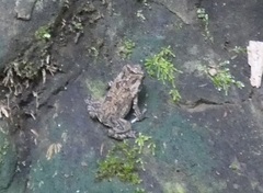 Incilius melanochlorus