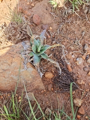 Ledebouria marginata