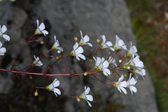 Saxifraga cochlearis