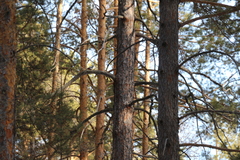 Dendrocopos major