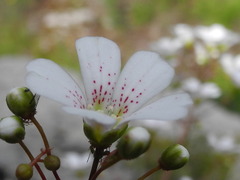 Saxifraga cochlearis