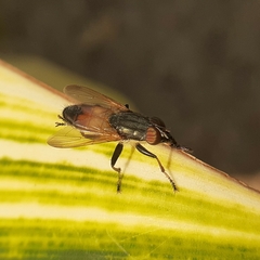 Idiella